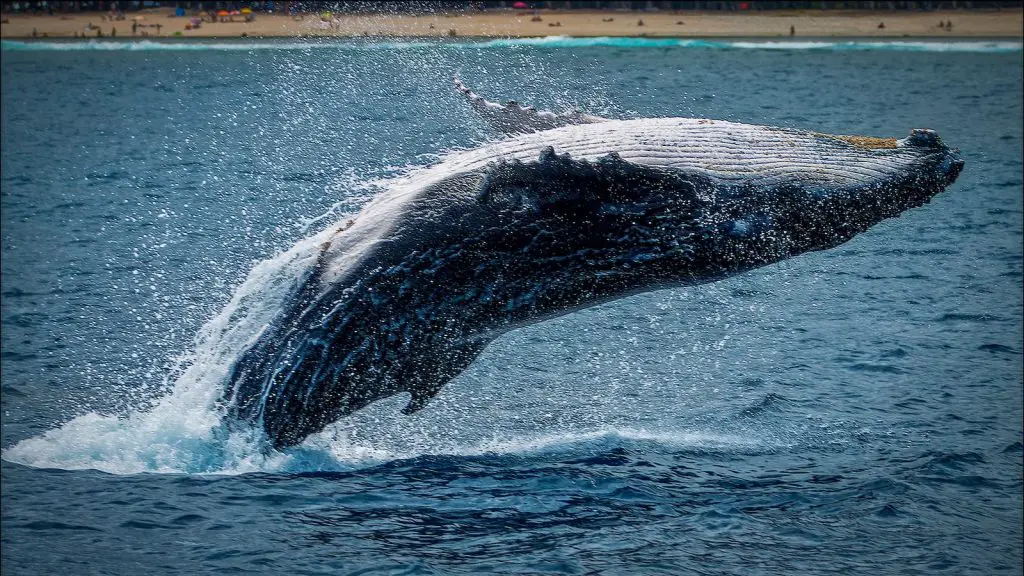 black and white whale tail on blue ocean water during daytime