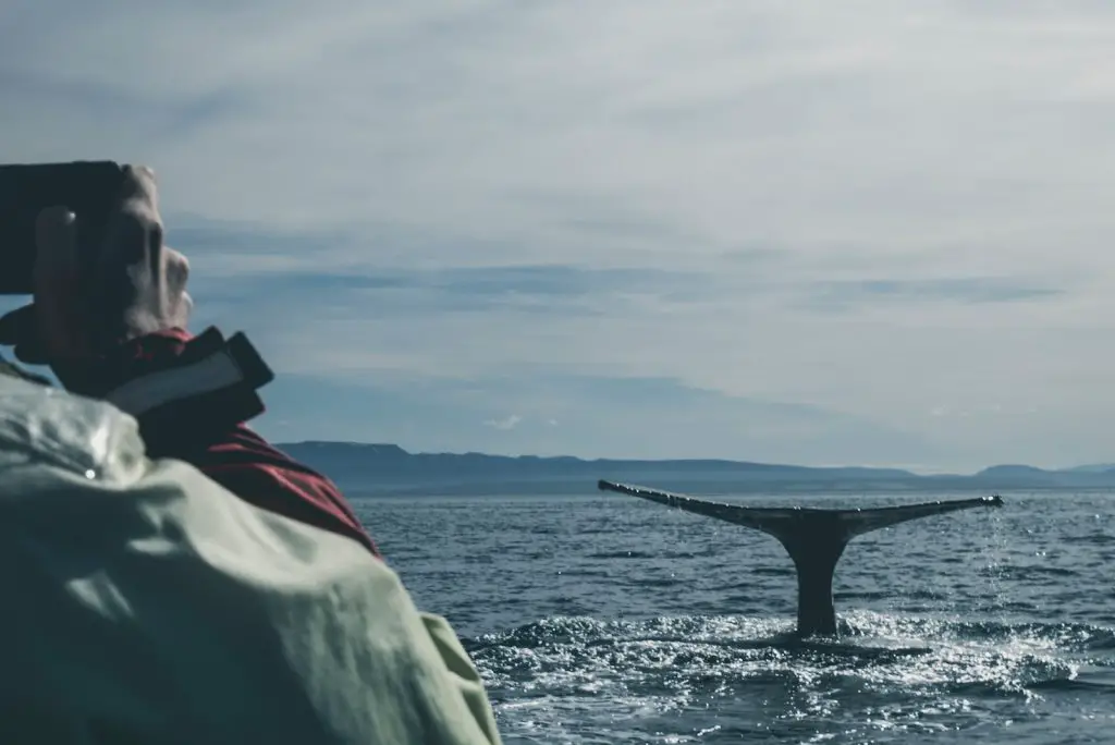 photo of black whale in ocean during daytime