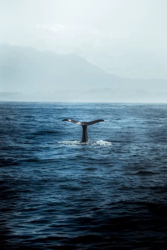 blue whale in body of water